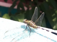 Rao Nagar, Secunderabad, Telangana 500056, India on 2020년 09월 30일 (수) at 11:48 오전 by BNS Kartheek · iNaturalist... 