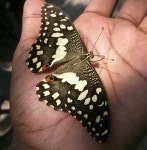 Papilio demoleus from 8-2-249, Kaifi Azmi Road Venkateshwara Hills, Banjara Hills Hyderabad, Telangana 500034 India on 2016년... 
