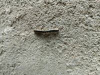 노래기목 from 55/1 VKC Enclave, Ananth Nagar, Dr AS Rao Nagar Secunderabad, Telangana 500062 India on 2017년 08월 20일 (일) at... 