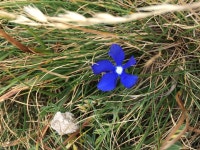 Gentiana verna from 17869, Setcases, Cataluña, ES on 2017년 08월 23일 (수) at 10:50 오전 by pep68 · iNaturalist Gentiana verna