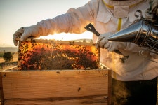 Scientists turn to honey in their urgent search for alternative antibiotics | The Independent Scientists turn to honey in their... 