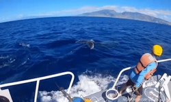 [영상] 밧줄 얽힌 채 달아나는 혹등고래…NOAA, 긴박했던 구조 순간 공개 : ZUM 뉴스 [영상] 밧줄 얽힌 채 달아나는 혹등고래…NOAA, 긴박했던... 