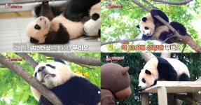 폭풍 성장한 스타와 스타 2세들 | TV동물농장 폭풍 성장 아기 판다... 2세들 | `TV동물농장` 폭풍 성장 아기 판다 푸마오, 1년 만에 230배 넘는... 