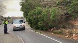 아름드리 고목도 쓰러뜨린 영국 강풍...정전·교통 차질 속출 : zum 뉴스