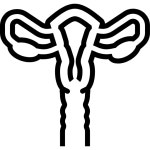 Uterus Icon - Free PNG & SVG 323010 - Noun Project