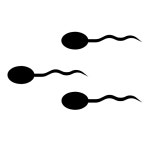 spermatozoon Icon - Free PNG & SVG 700253 - Noun Project