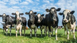 6 most expensive cows in the world ​6 most expensive cows in the world​