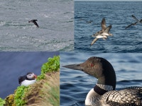 포텐스학원 | 7 amazing birds that can swim like Penguins ​7 amazing birds that can swim like Penguins​