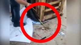 Odisha man discovers 4-ft- long cobra living inside his sofa