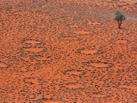 Solving the puzzle of ‘Fairy Circle’ that mysteriously appear in these deserts | Times of India Travel Solving the puzzle of... 