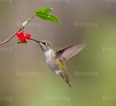 Humming bird Stock Photo Download Humming bird for free