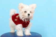 Maltese Dog Stock Photo Download Maltese Dog for free