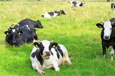 Cows Stock Photo Download Cows for free