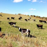 Dairy cows Stock Photo Download Dairy cows for free