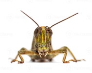 Locust Stock Photo Download Locust for free