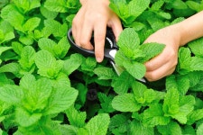 picking  mint Stock Photo Download picking  mint for free