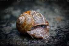snail Stock Photo Download snail for free