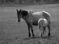 many widl horses 10851192 Stock Photo at Vecteezy many widl horses