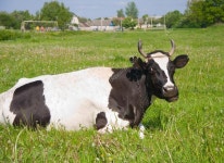 소 — 스톡 사진 © semenovpv #1143859 소