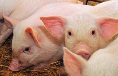 돼지 — 스톡 사진 © Tsekhmister #2529059 돼지