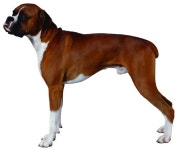 개 — 스톡 사진 © Baoooo #1747332 개