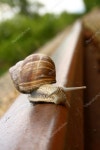 Snail — Stock Photo © digoarpi #1688634 Snail