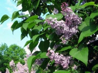 라일락 — 스톡 사진 © pavalena #1836256 라일락