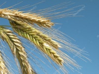 Rye ear — Stock Photo © Andriuss #2290268 Rye ear