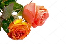 장미 — 스톡 사진 © vrvalerian #2809983 장미