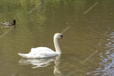 백조 — 스톡 사진 © Albertttt #3536993 백조