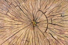 스텀프 — 스톡 사진 © Megaloman1ac #3167675 스텀프