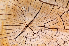 스텀프 — 스톡 사진 © Megaloman1ac #3381705 스텀프