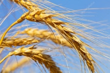 밀 — 스톡 사진 © payee_ #5195327 밀