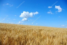 밀 — 스톡 사진 © Ale-ks #4256293 밀