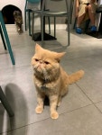 URBAN Cafe in Mong Kok  Hong Kong | OpenRice Hong Kong Photo of URBAN Cafe (Mong Kok) - 藍梅杯