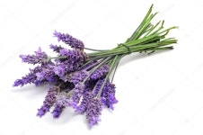 라벤더 — 스톡 사진 © nito103 #5482400 라벤더