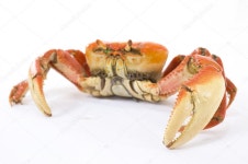 크랩  