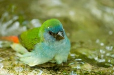 목욕  