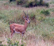 임팔라 — 스톡 사진 © scigelova #7605373 임팔라