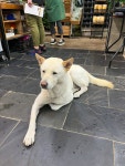 Innolifes Review - Hong Kong Style Juice Pet Friendly in Sheung Shui Hong Kong | OpenRice Hong Kong Innolife (Sheung Shui)