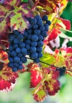 붉은 포도  