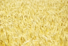 Wheat — Stock Photo © marisha5 #8070475 Wheat