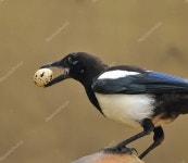 까치. — 스톡 사진 © StockPhotoAstur #9834946 까치.