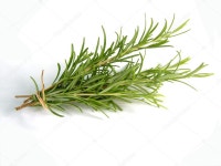 로즈마리 — 스톡 사진 © D.Fabri #9288479 로즈마리