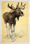 엘크  