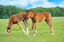 콜트 — 스톡 사진 © Byrdyak #10950083 콜트