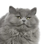 페르시아어 — 스톡 사진 © lifeonwhite #10863568 페르시아어