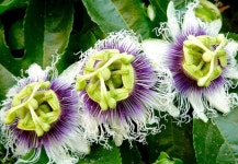 신경성 불안을 완화하는 8가지 자연 요법 - 건강을 위한 발걸음