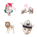 This is my dear pet - LINE絵文字 | LINE STORE