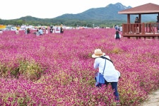 양주 천만송이 천일홍축제 | 두피디아 여행기 두피디아 여행기-양주 천만송이 천일홍축제